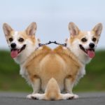 ダブル首イッヌ